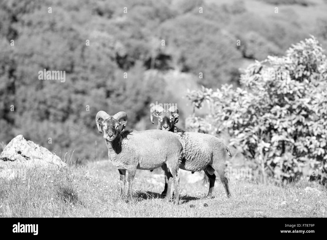 Feral goats and sheep in Cheddar Gorge in Somerset England Stock Photo