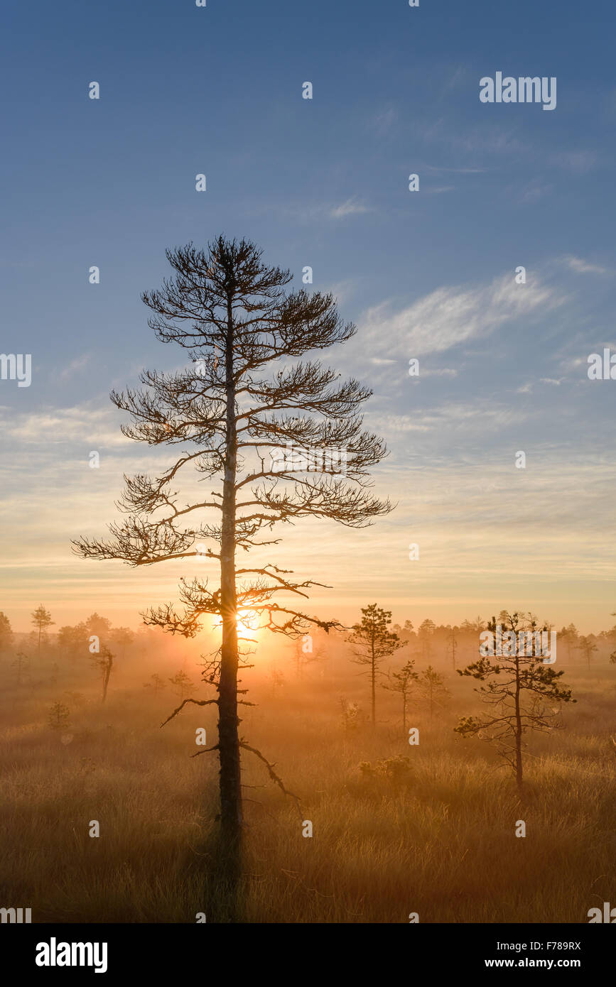 Bog landscape in the morning with bog pine in the foreground. Stock Photo