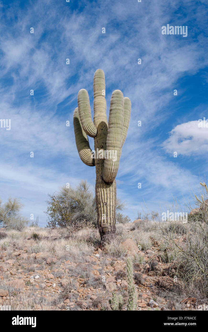 Saguaro Cactus in Arizona desert with blue skies and white clouds ...