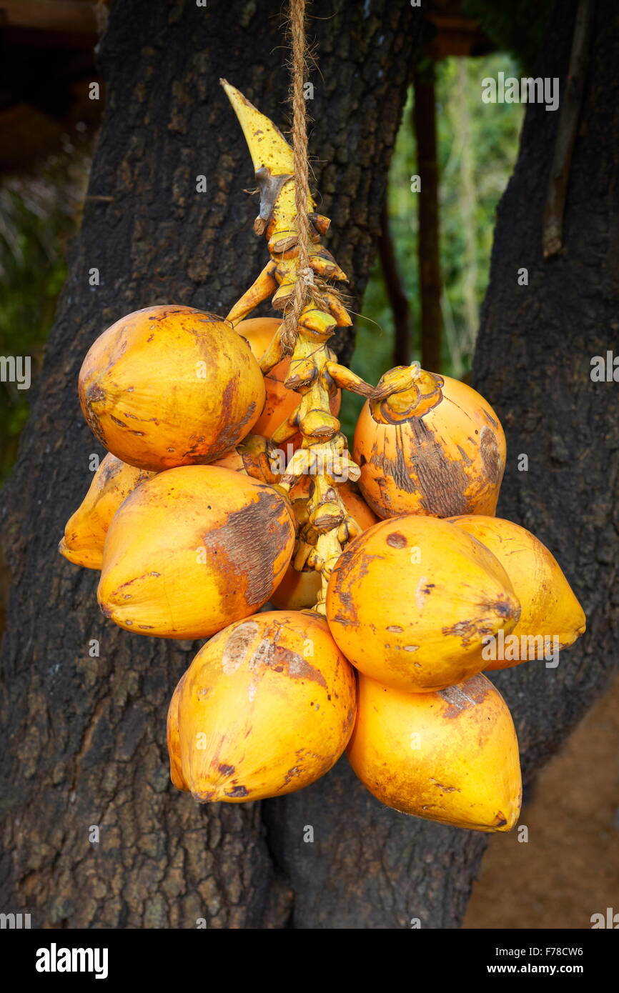 Sri Lanka - fresh coconuts food, Sri Lanka, Ceylon Stock Photo