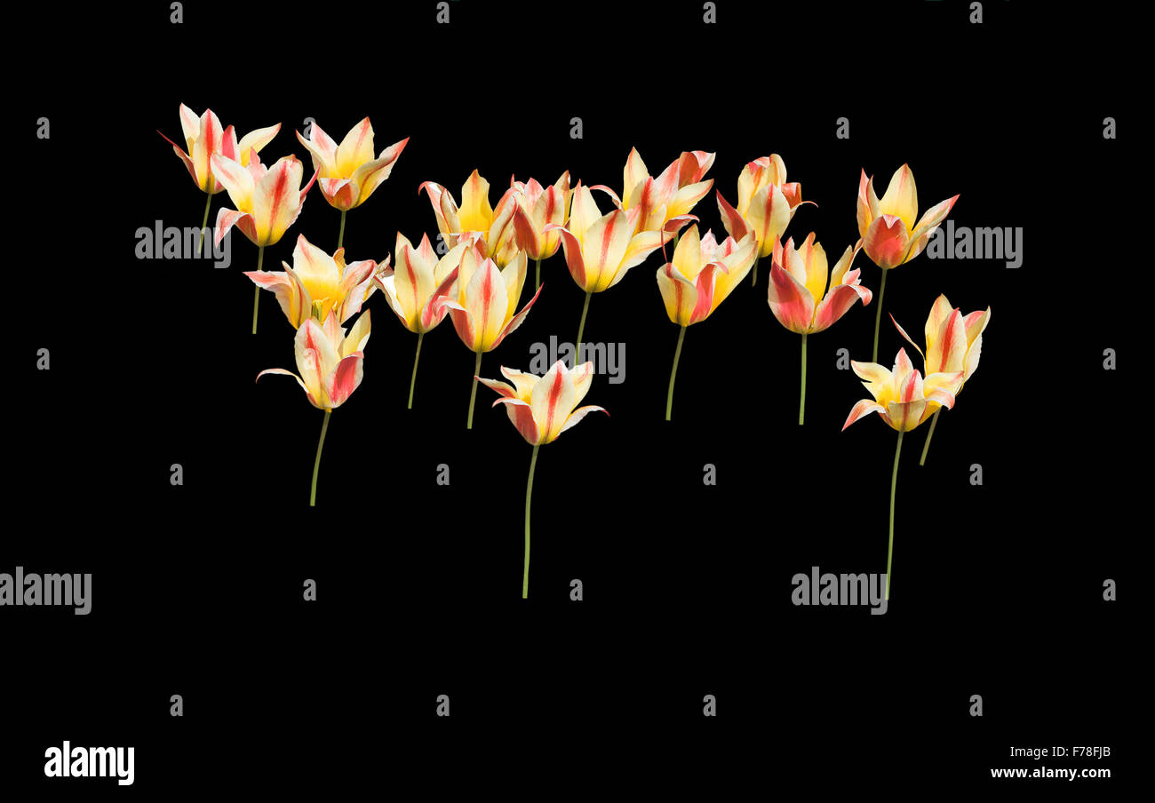 Yellow and red tulips abstract isolated on black Stock Photo