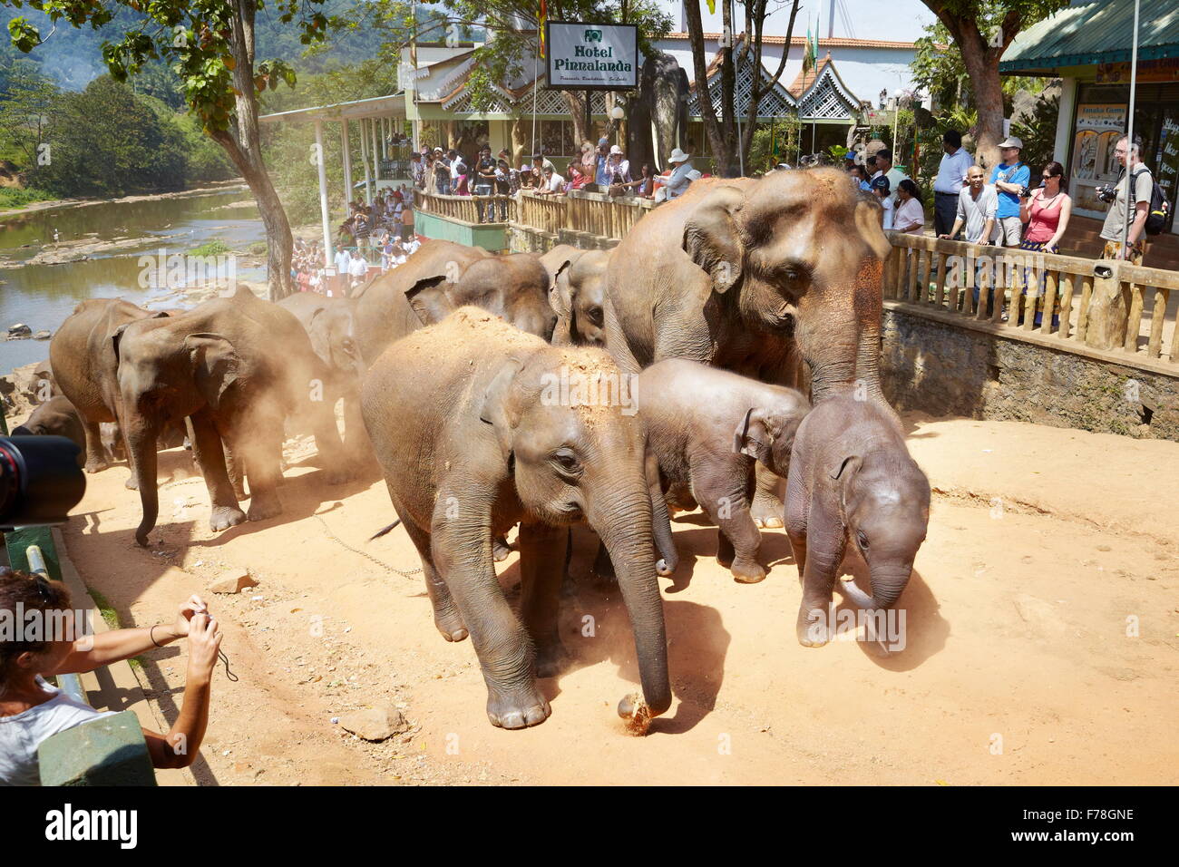 Sri Lanka - elephant coming back from bath, Elephant Orphanage, Pinnawela (Kegalla District of Sri Lanka) Stock Photo