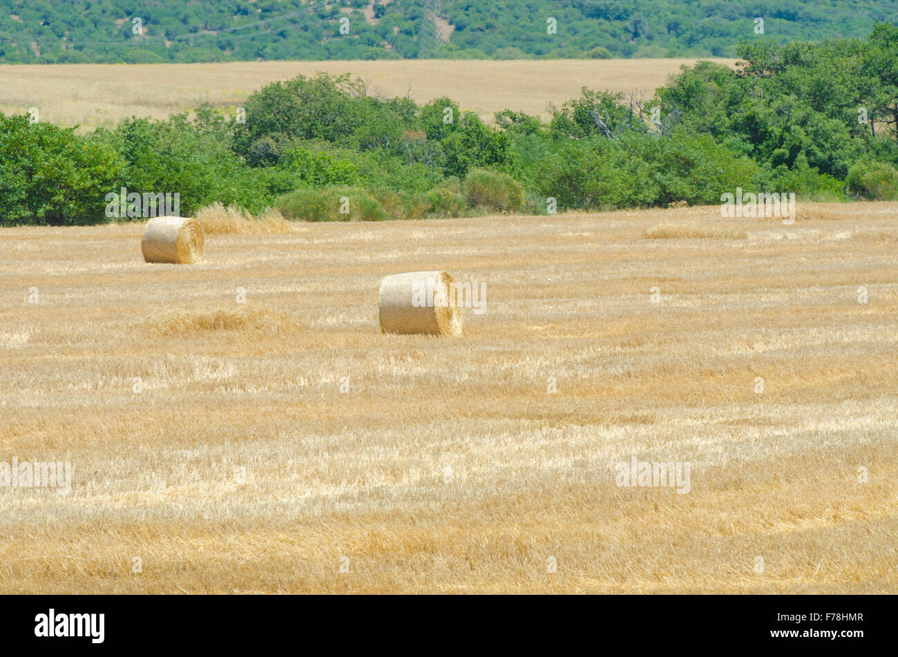 Field with rolls of hay on summer day Stock Photo - Alamy
