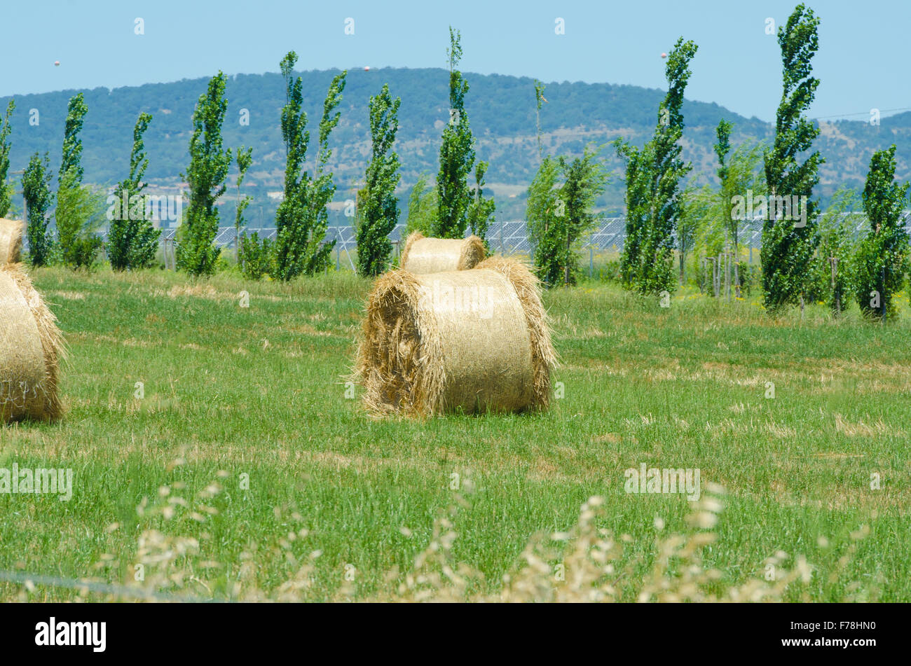 Field with rolls of hay on summer day Stock Photo - Alamy