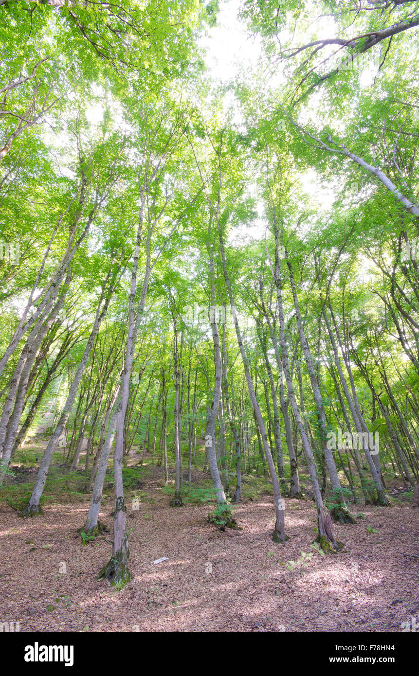 Green forest in bright summer day Stock Photo - Alamy