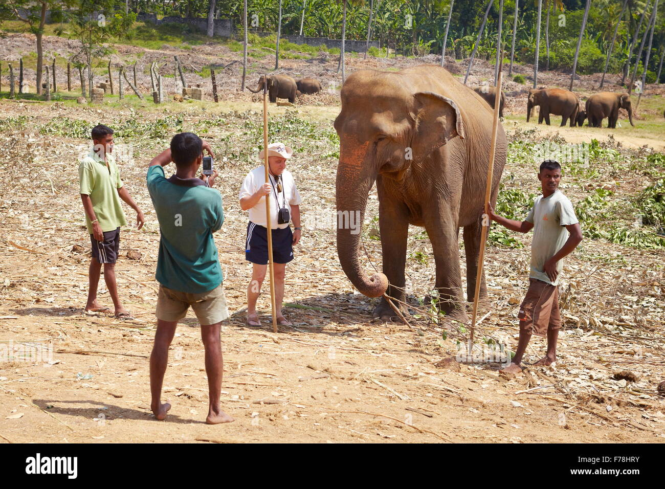 Sri Lanka - tourist doing a picture with an elephant, Pinnawela Elephant Orphanage (Sabaragamuwa Province of Sri Lanka), Asia Stock Photo