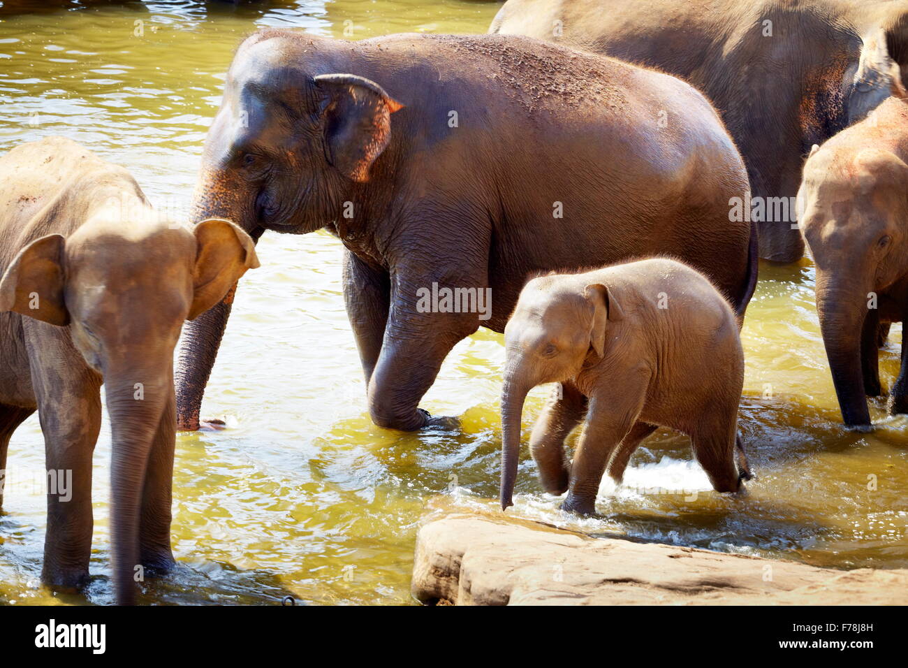 Sri Lanka - elephants in the bath - Pinnawela Elephant Orphanage for wild Asian elephants Stock Photo
