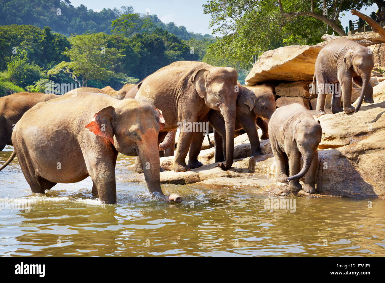 Pinnawela Elephant Orphanage for wild Asian elephants, Sri Lanka, Asia Stock Photo
