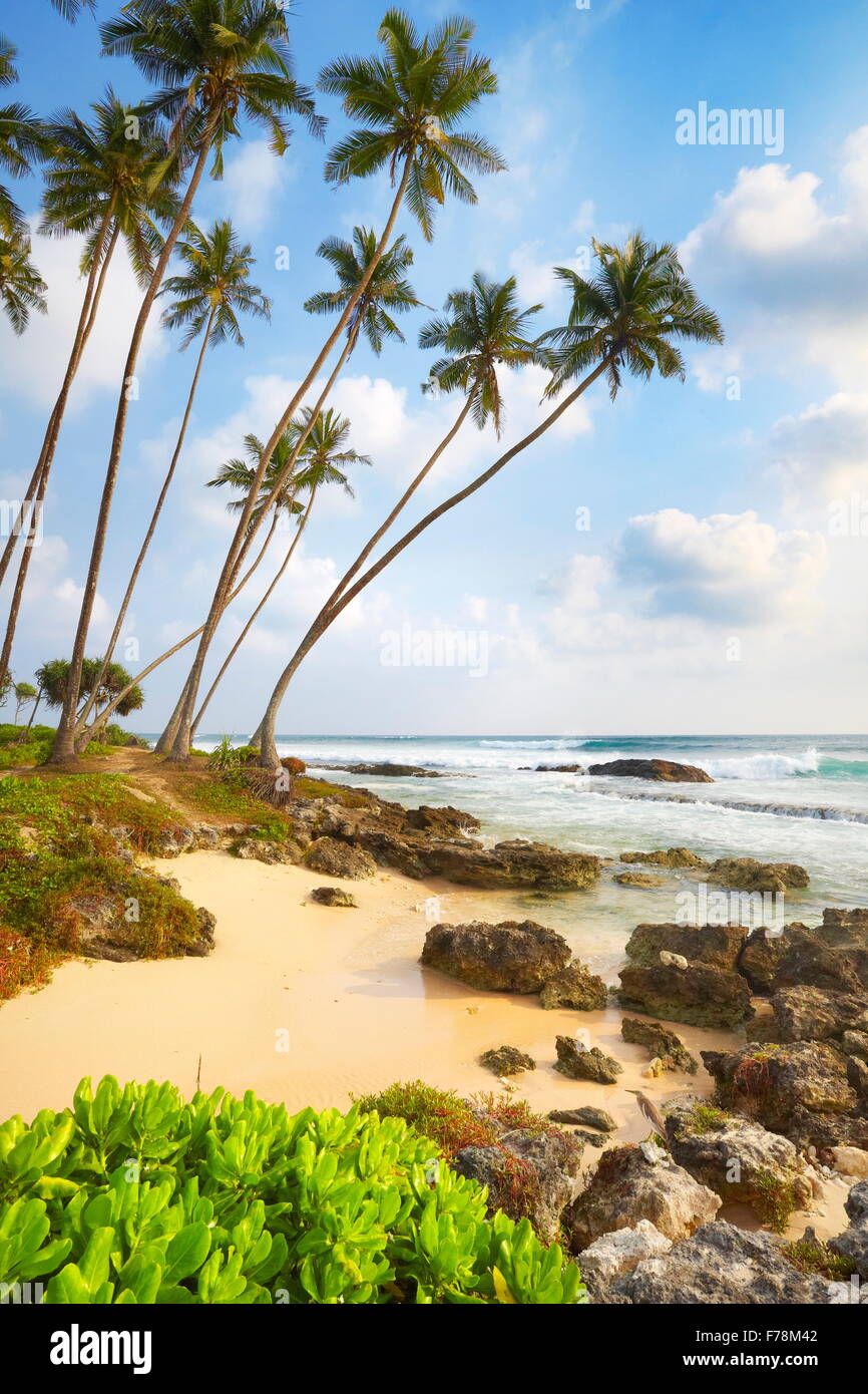 Sri Lanka Koggala Palm Beach Asia Stock Photo Alamy