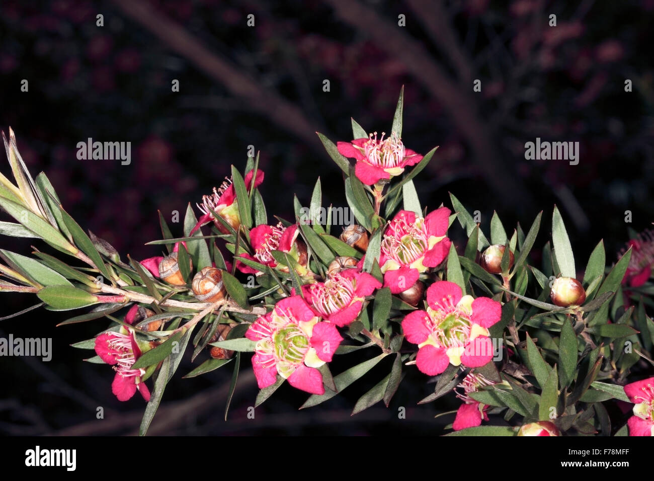 Close-up of Flowers of Teatree Leptospermum 'Rudolph' - Family Myrtaceae Stock Photo