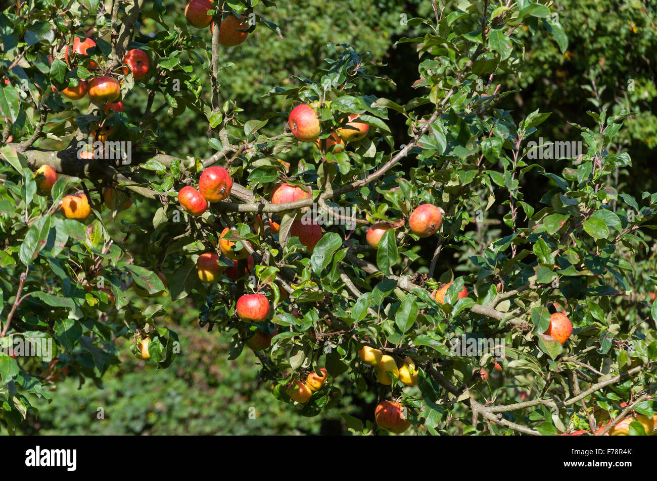 Apple orchard, Chiltern Open Air Museum, Chalfont St Giles Buckinghamshire, England, United Kingdom Stock Photo