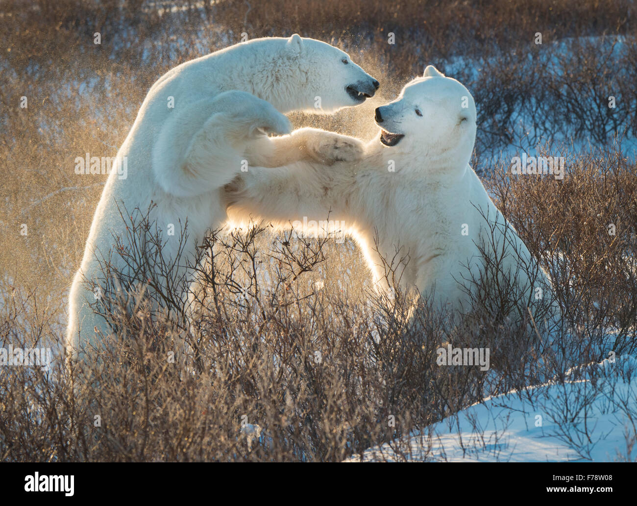 Polar bears (Ursus maritimus) backlit sparring Stock Photo