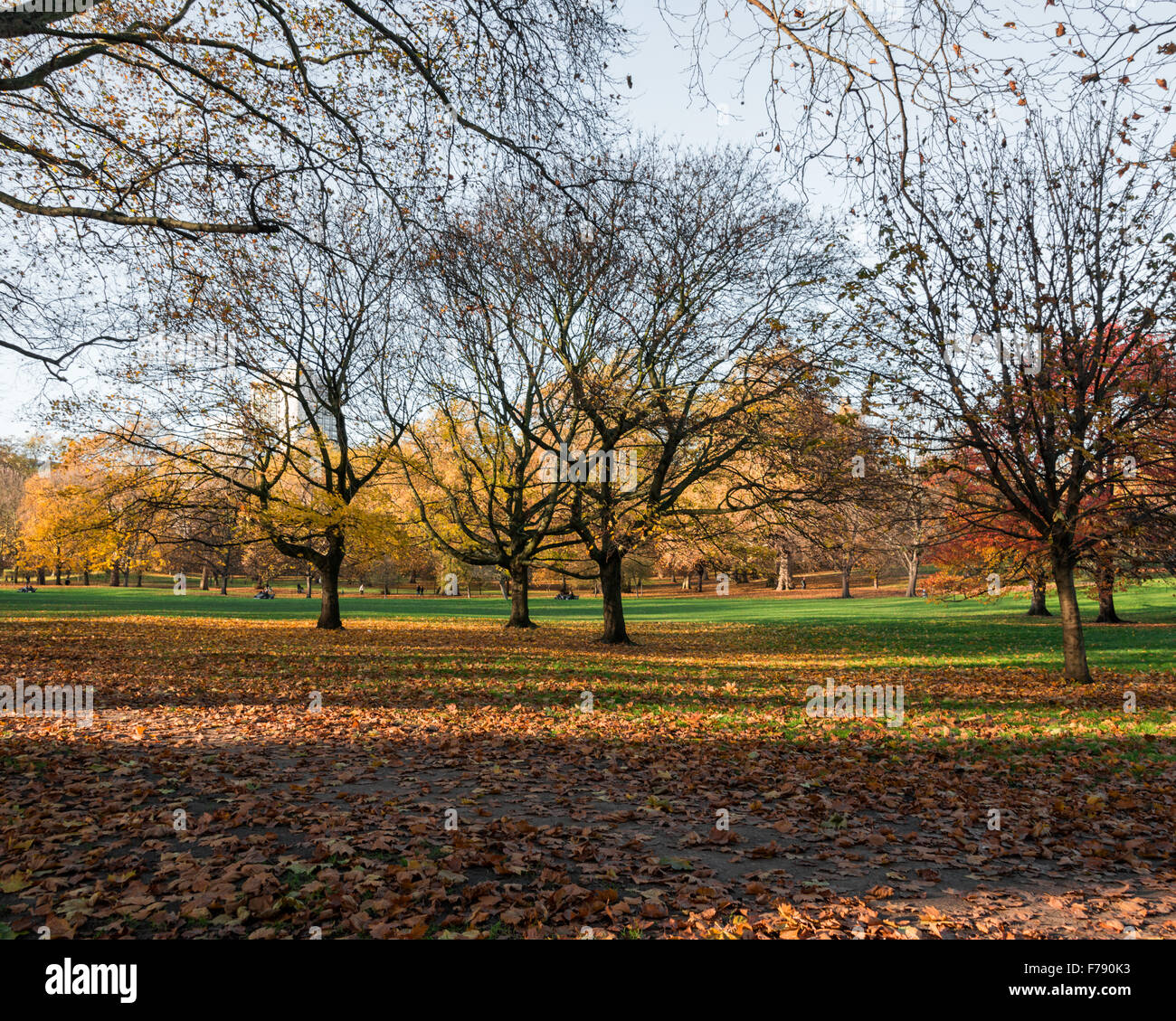 Alley with trees on autumn day Stock Photo - Alamy