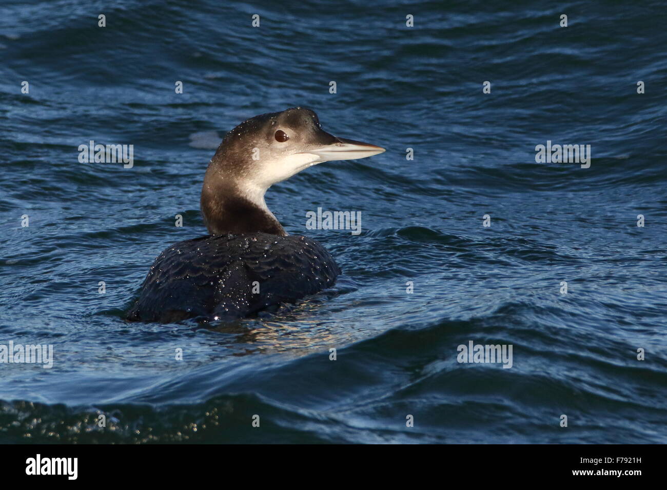 Great Northern Diver Stock Photo