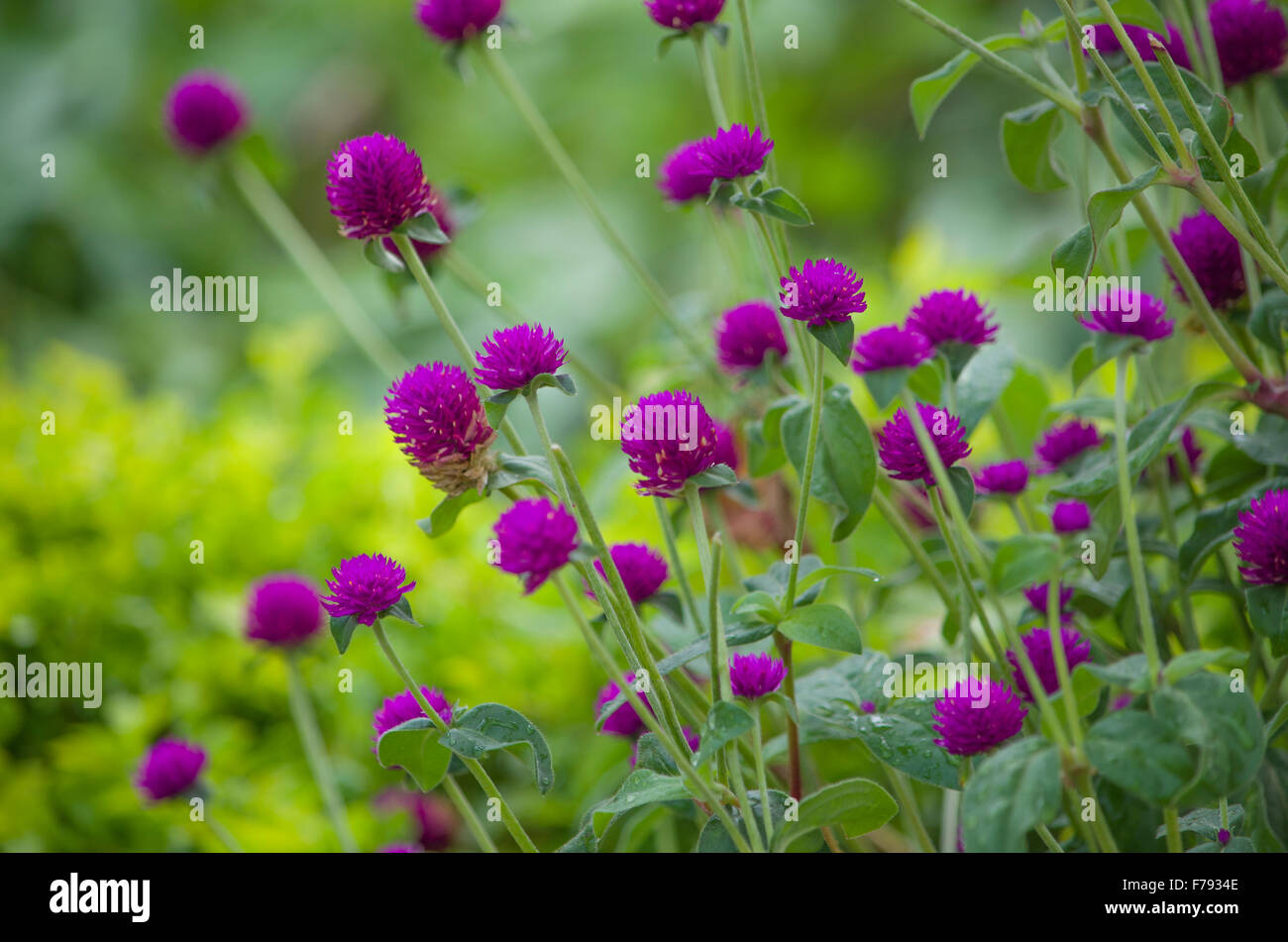 flowers tropical plants violet Stock Photo