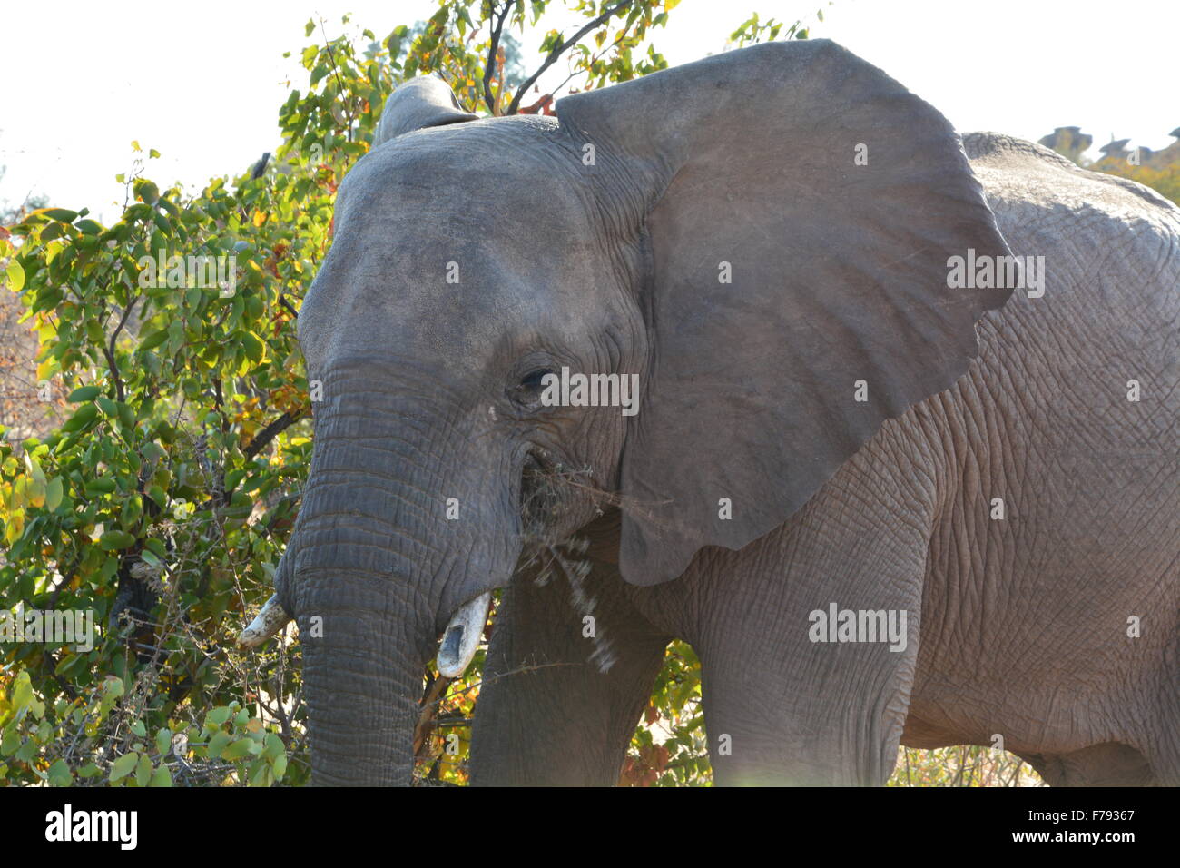 Juvenile elephant with broken tusks named Captain blocking the road in Tuli Botswana, Africa Stock Photo