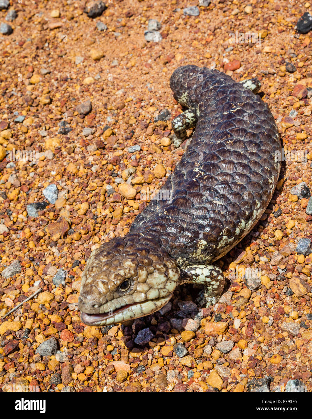 Australia, Western Australia, Mid West, Wildflower Way, Mullewa-Wubin Road, bluetongue lizard, bobtail skink Stock Photo