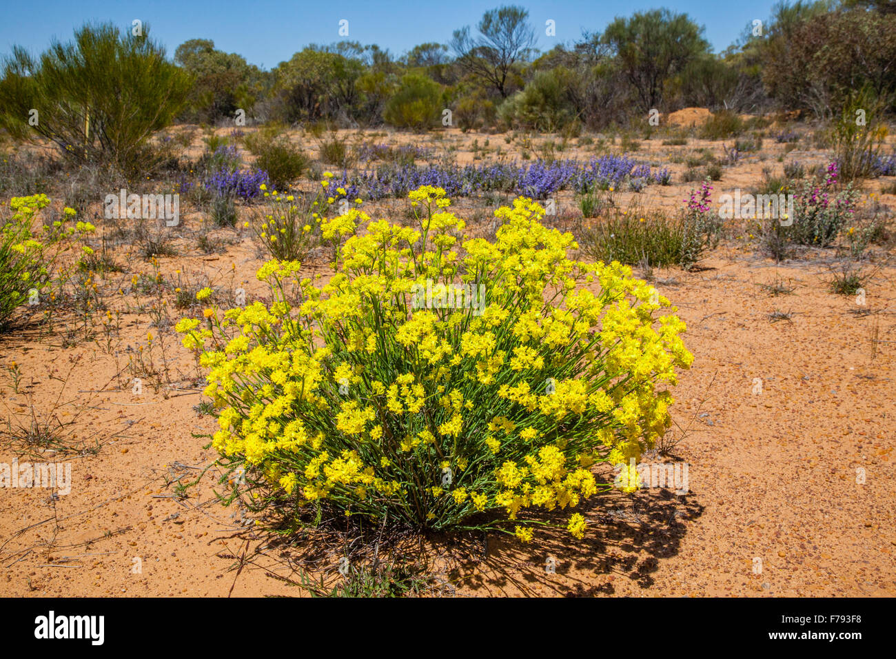 Australia, Western Australia, Mid West, Wildflower Way, Mullewa-Wubin Road, Common Pop-flower at Wilroy Nature Reserve Stock Photo
