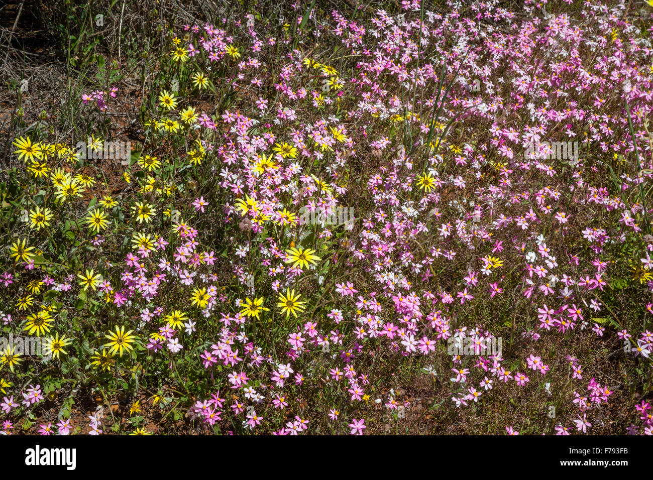 Australia, Western Australia, Mid West, Wildflower Way, spring wildflowers at the Mullewa-Wubin Road, Schoenias and Cape Weed Stock Photo