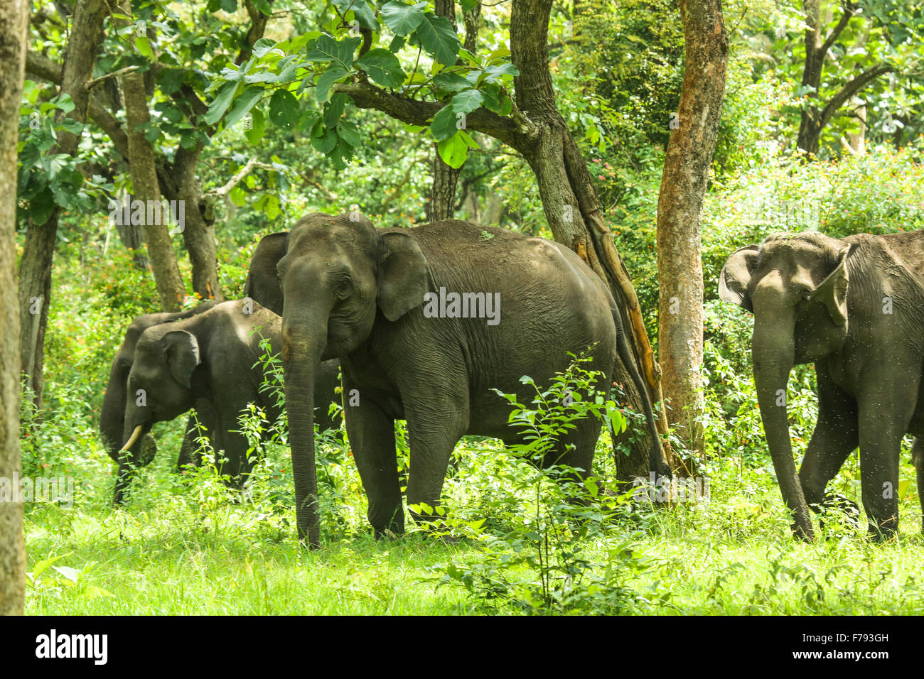 Aisan elephant group in bandipur hires stock photography and images