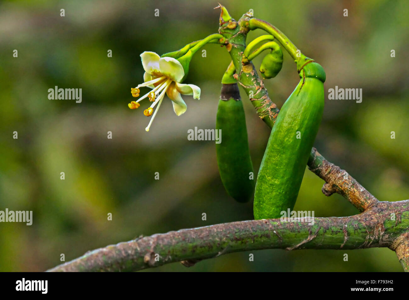 Kapok cotton tree ceiba fruit hi-res stock photography and images - Alamy