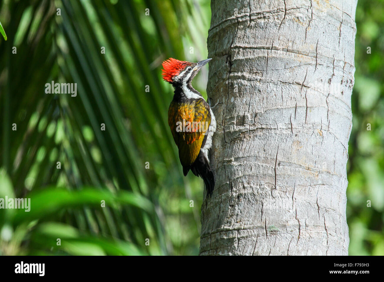 Beautiful woodpecker bird, a male of Greater Flameback (Chrysocolaptes lucidus) Stock Photo