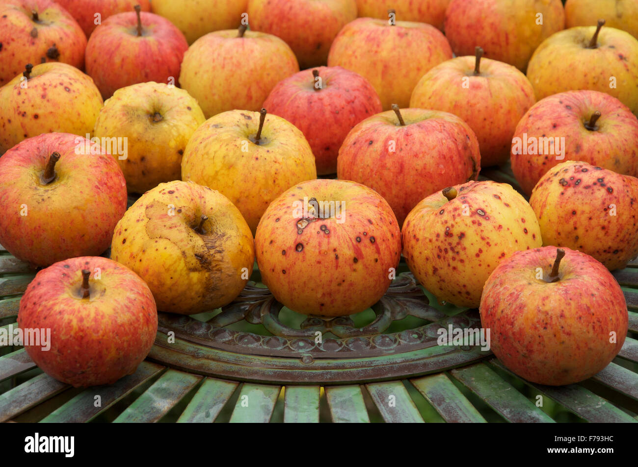 Ripe eating apples, the sweet delicious fruit of the Apple tree “Malus domestica”, laid out on a metal garden table. England, United Kingdom. Stock Photo