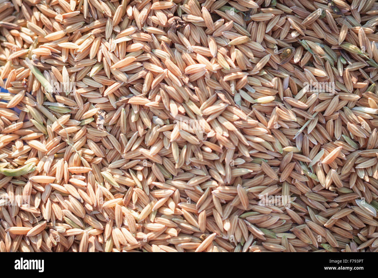 Close up paddy rice background in sunset, stock photo Stock Photo - Alamy