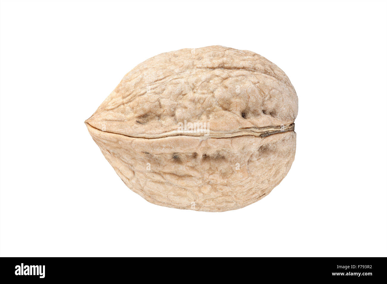 High quality close up picture of walnut isolated on white. Stock Photo