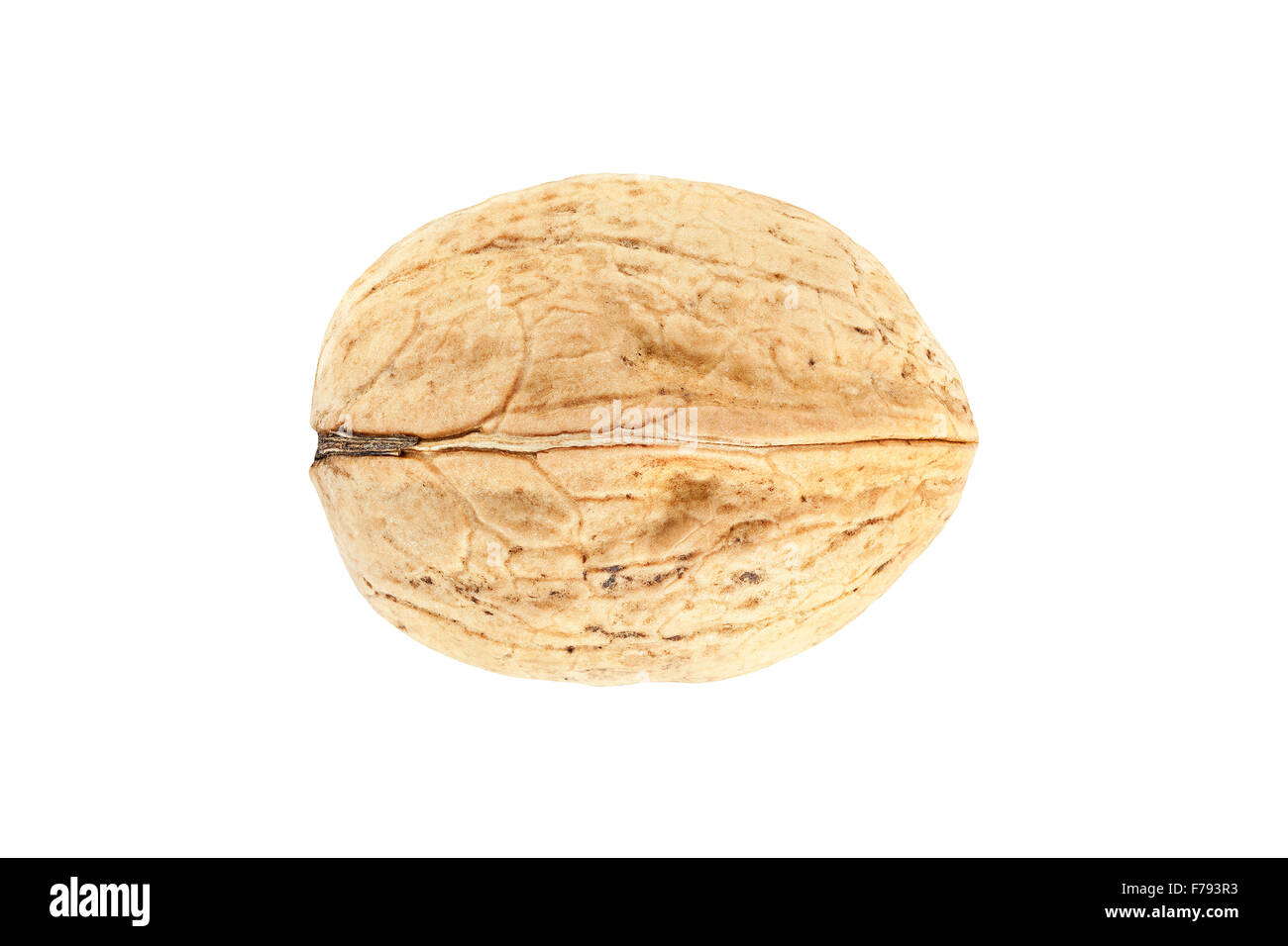 High quality macro picture of walnut isolated on white. Stock Photo