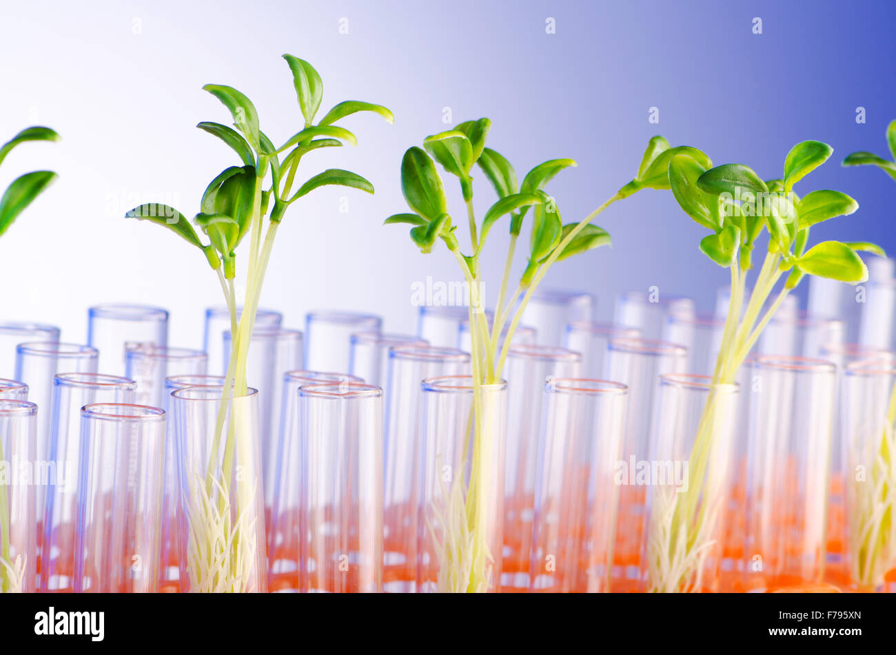Lab experiment with green seedlings Stock Photo - Alamy