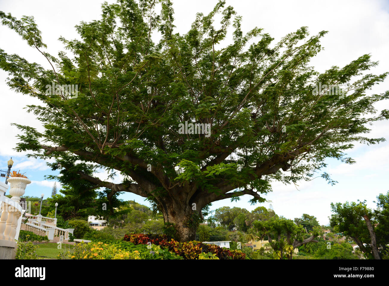 Stunning tree at the gardens of the Serralles Castle. Ponce, Puerto Rico. USA territory. Caribbean Island. Stock Photo