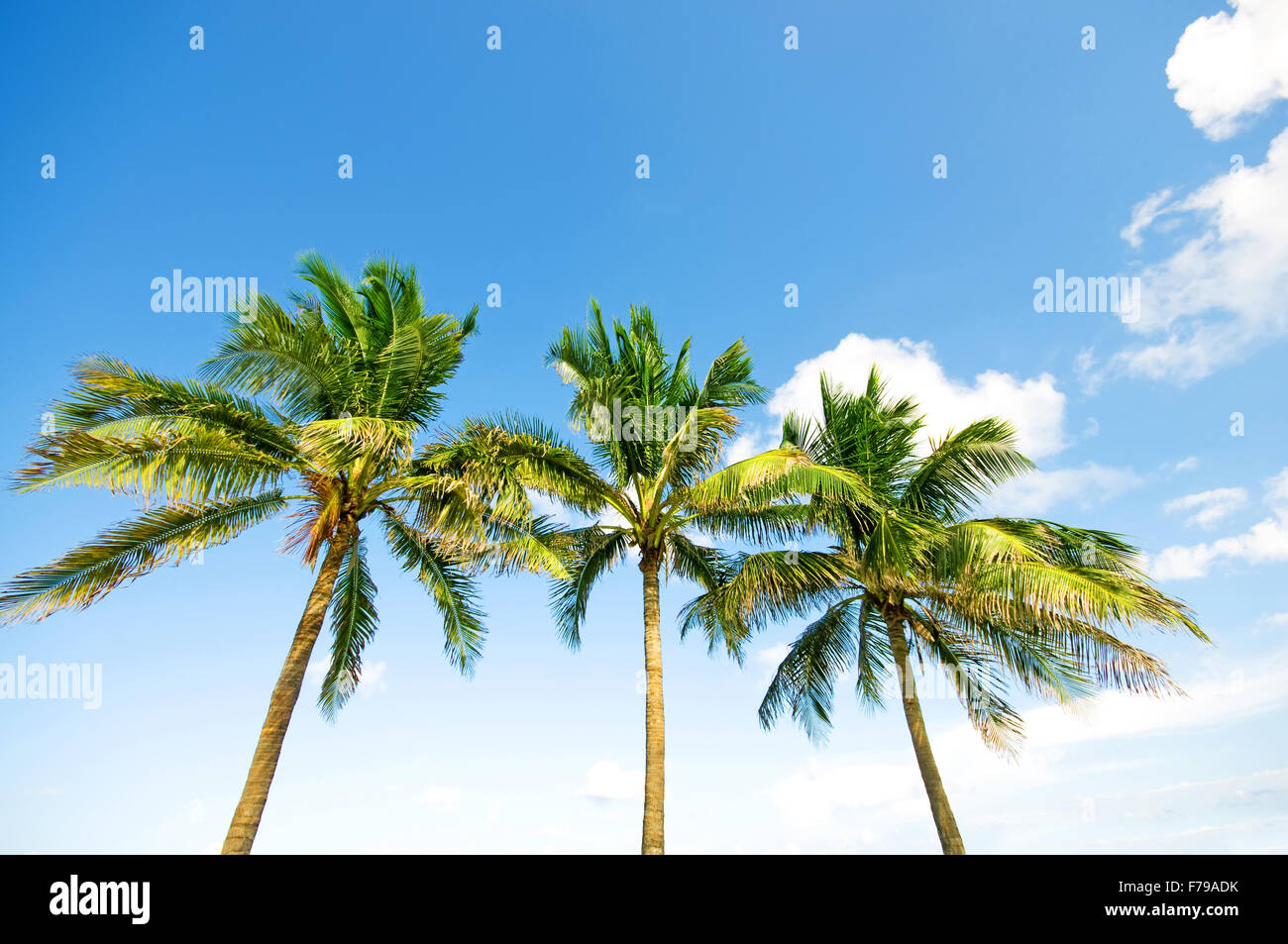 Palms trees on the beach during bright day Stock Photo - Alamy