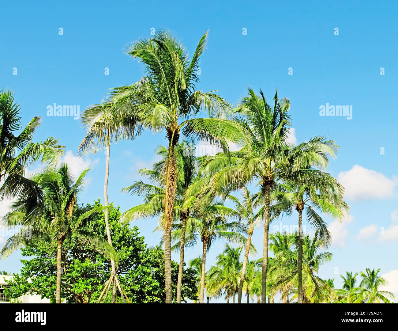 Palms trees on the beach during bright day Stock Photo - Alamy