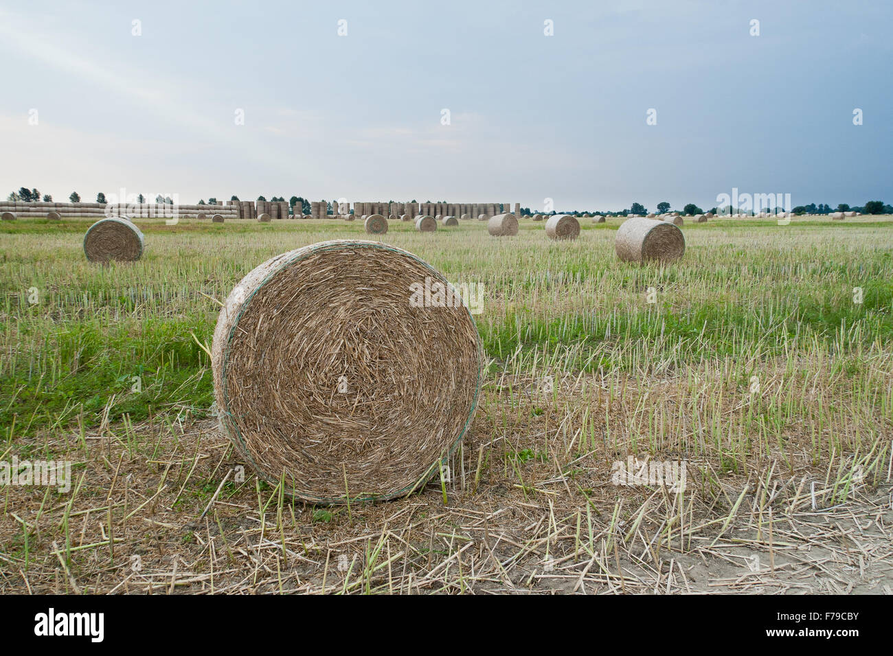 Bales of corn straw after harvest Stock Photo Alamy