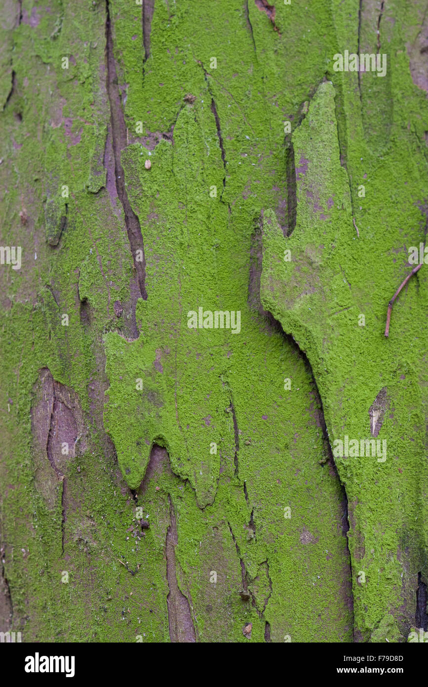 Yew tree, close-up of bark covered with green algae Stock Photo