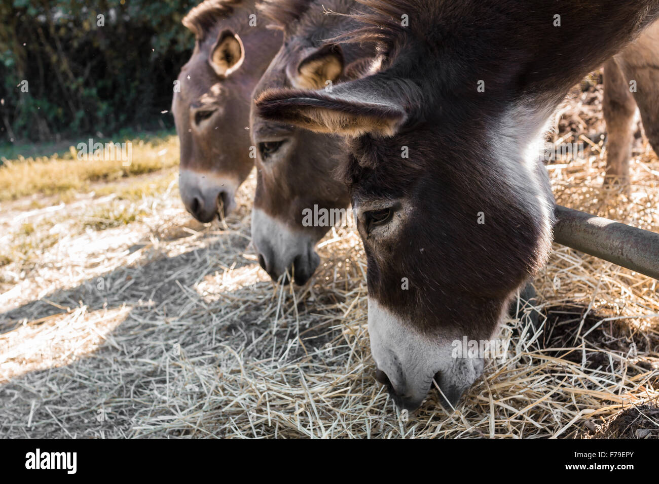 Three lovely donkeys eating the hay in a corral Stock Photo Alamy