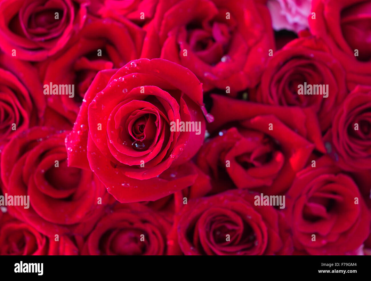 Red rose background Stock Photo - Alamy