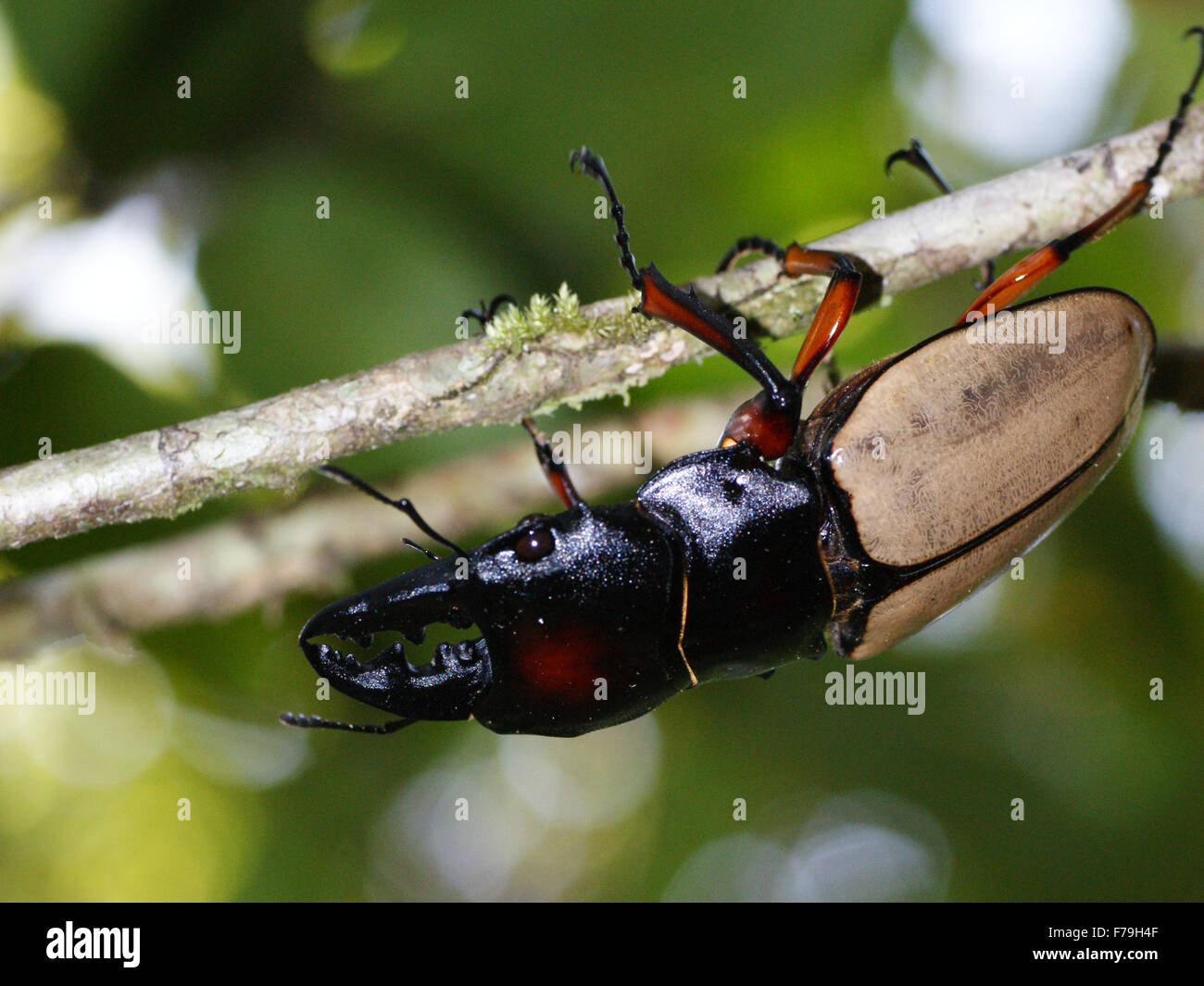 Beetle running on the branch. Rainforest Mount Kinabalu, Borneo, Malaysia. Stock Photo