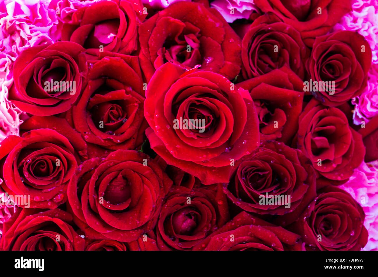 Red rose background Stock Photo - Alamy