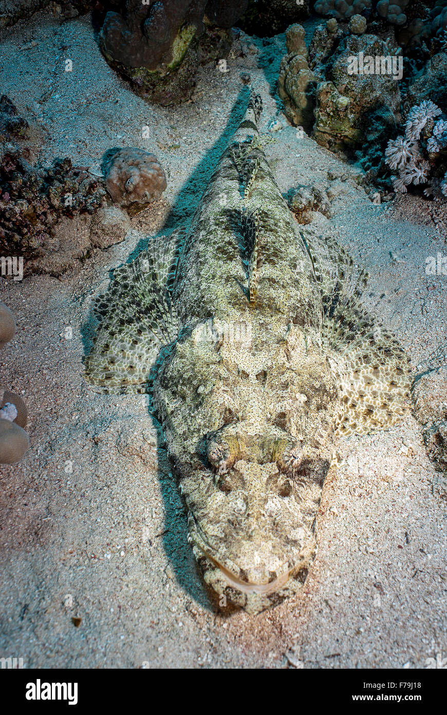 Indian Ocean Crocodilefish, Papilloculiceps longiceps, Platycephalidae, Sharm el Sheikh, Red Sea, Egypt Stock Photo
