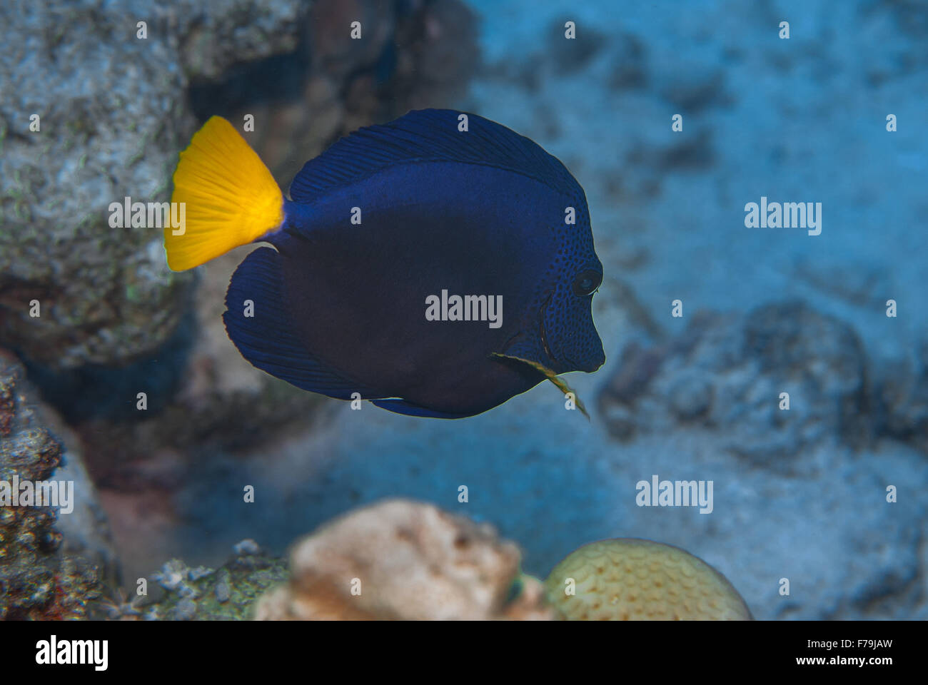 Yellowtail tang or surgeonfish (Zebrasoma xanthurum), Acanthuridae, Sharm el Sheikh, Red Sea, Egypt Stock Photo