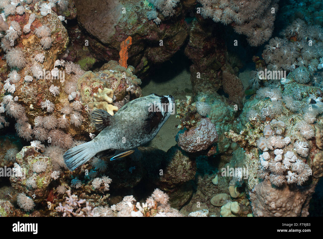 Puffferfish, Arothron diadematus, Tetraodontidae, Sharm el Sheikh, Red Sea, Egypt Stock Photo