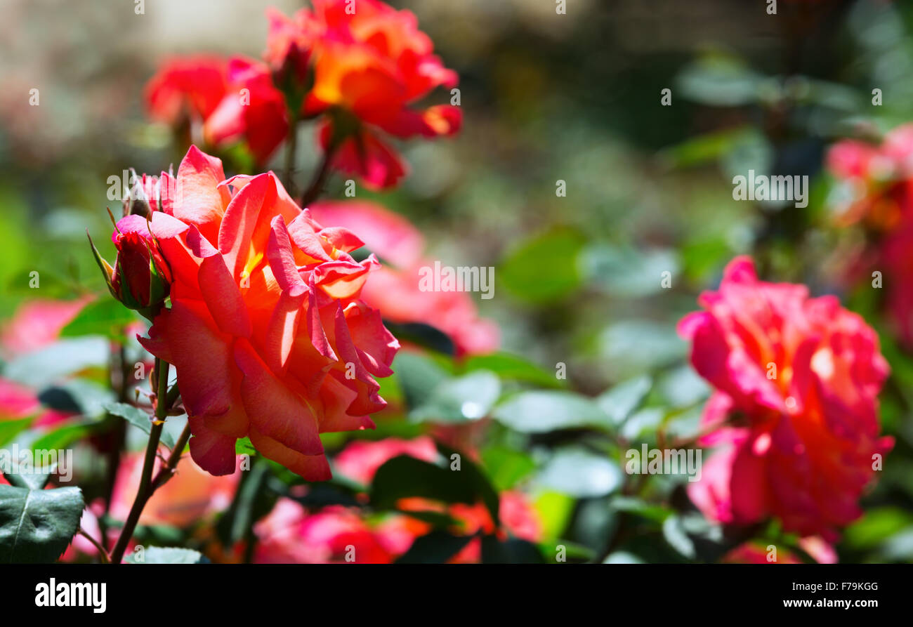 roses plant in spring garden Stock Photo - Alamy
