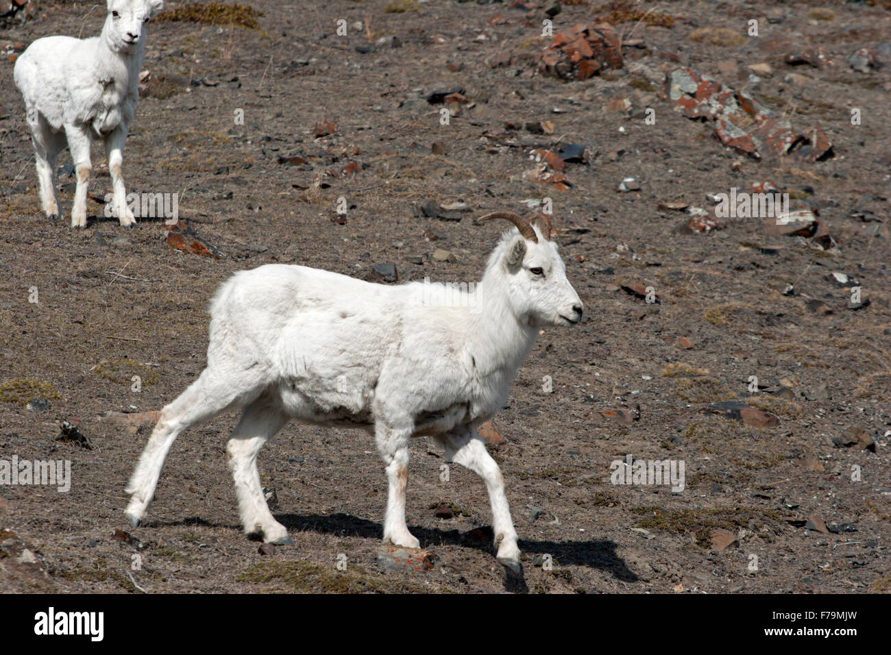 Dall sheep mountain goats wild Canada Yukon ewes Stock Photo