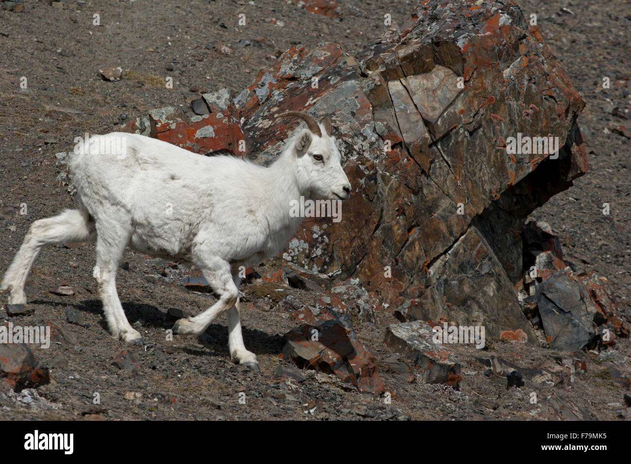 Dall sheep mountain goats wild Canada Yukon ewes Stock Photo