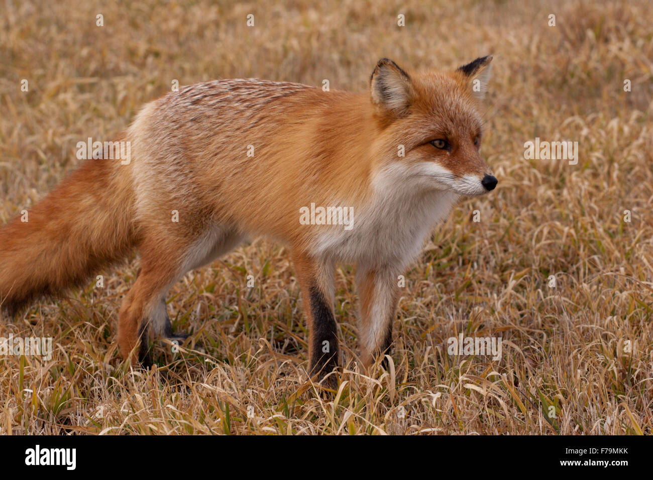 red fox fall Japan fur wild zorro zorra Stock Photo