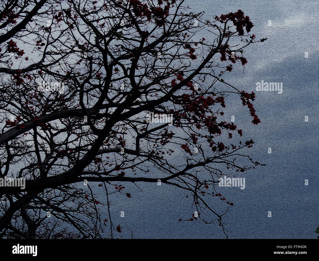 Tree in Autmn Against Blue Cloudy Sky Stock Photo - Alamy