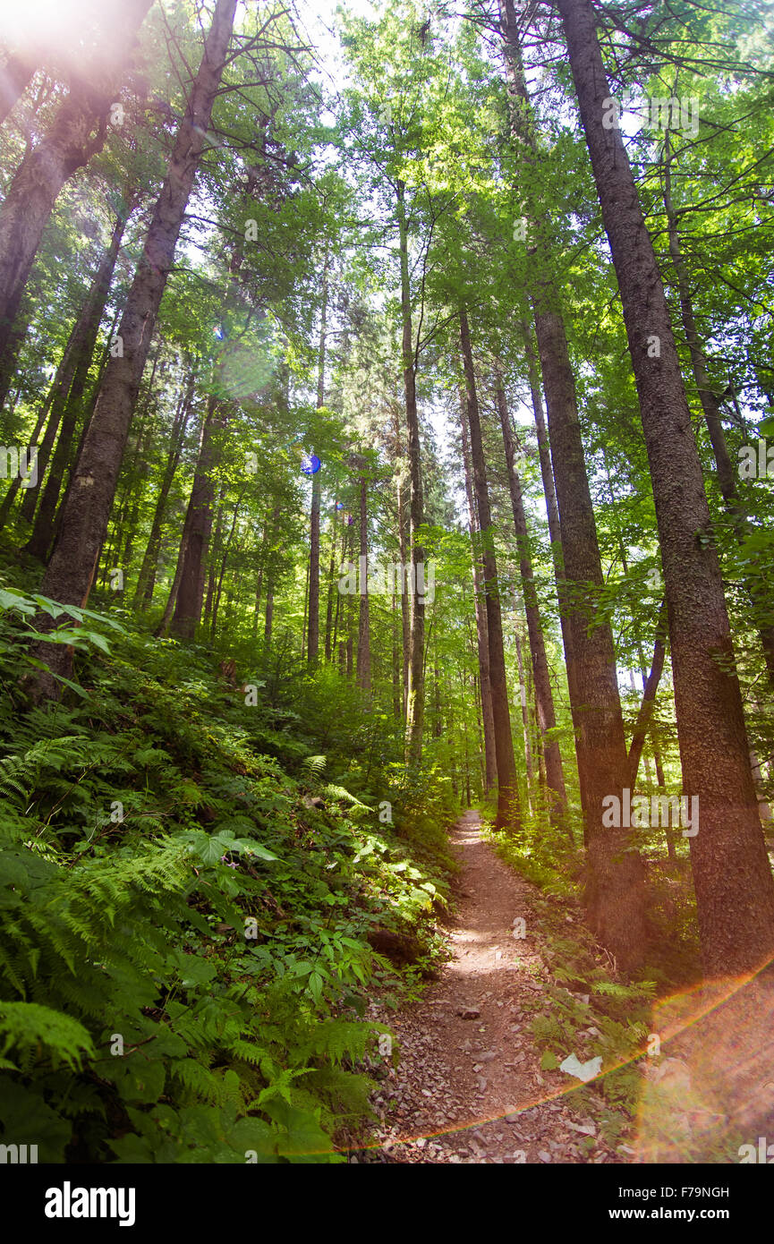 Beautiful pine trees on mountains Stock Photo - Alamy