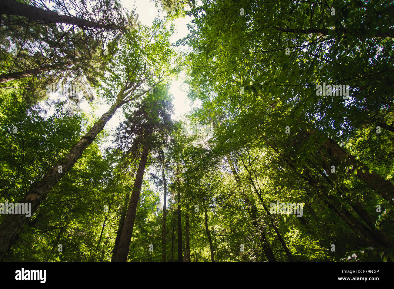 Beautiful pine trees on mountains Stock Photo - Alamy